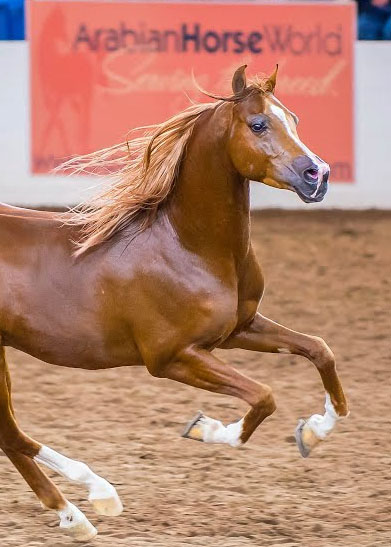 Scottsdale Arabian Horse Show Liberty Run - Winning Arab Stallion Bryzzo